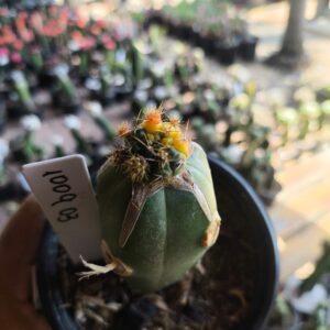 1009 03 Cacto Dansii