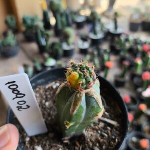 1009 02 Cacto Dansii