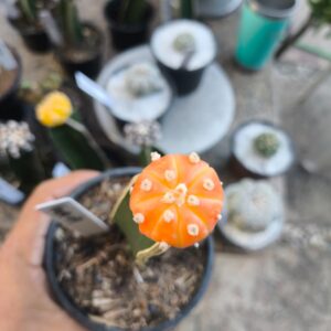 1009 09 Cacto Asteria Aurea