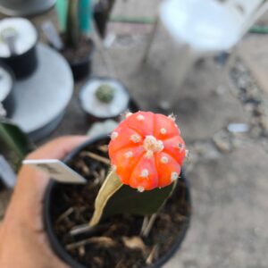 1009 08 Cacto Asteria Aurea