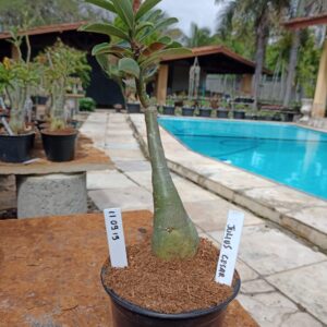 1109 13 Rosa do Deserto Julius Cesar