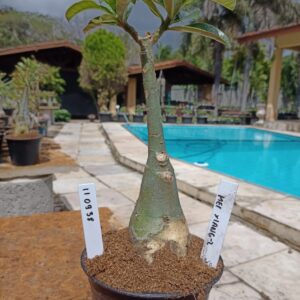 1109 38 Rosa do Deserto Mei Xiang 2