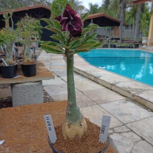 1109 10 Rosa do Deserto Lilac