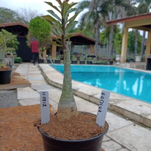 1109 12 Rosa do Deserto Godiva