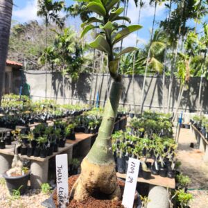 1209 29 Rosa do Deserto Julius Cesar