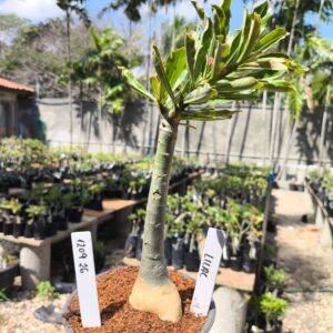 1209 26 Rosa do Deserto Lilac