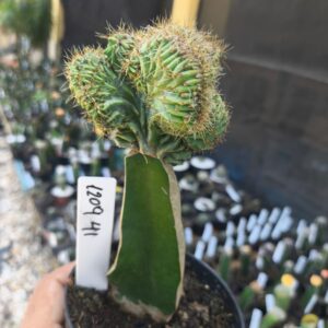 1209 41 Mertilocacto geometrazans Cristata