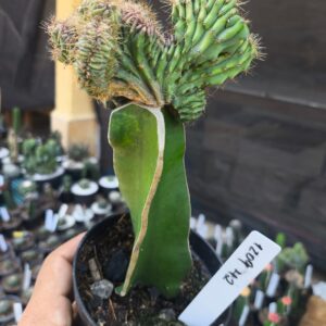 1209 42 Mertilocacto geometrazans Cristata