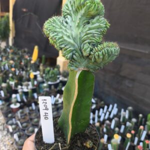 1209 40 Mertilocacto geometrazans Cristata