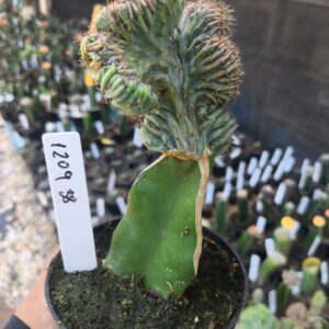 1209 38 Mertilocacto geometrazans Cristata