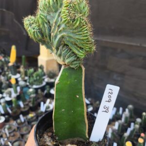 1209 39 Mertilocacto geometrazans Cristata