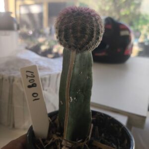 1209 01 Cacto Rigidissimos