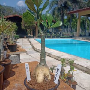 1509 09 Rosa do Deserto Amor de Mãe