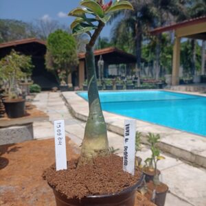 1509 04 Rosa do Deserto Viuva Negra Dobrada