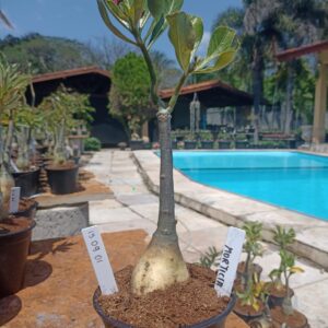 1509 01 Rosa do Deserto Morticia