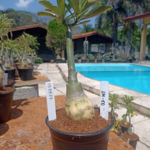 1509 07 Rosa do Deserto LM-50