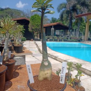 1509 08 Rosa do Deserto Julius Cesar