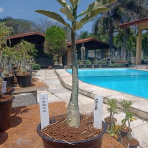 1509 05 Rosa do Deserto Olive