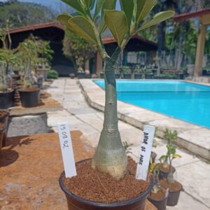 1509 02 Rosa do Deserto Amor de Mãe