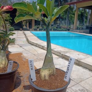 1509 36 Rosa do Deserto Miss Fortaleza