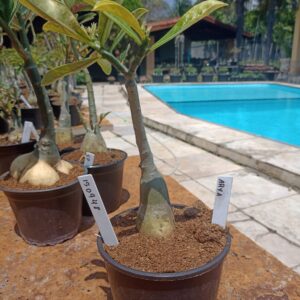 1509 48 Rosa do Deserto Arya