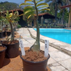 1509 23 Rosa do Deserto King