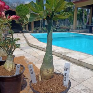 1509 37 Rosa do Deserto Big White