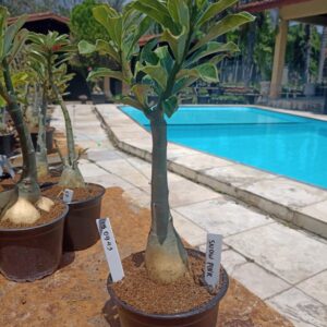 1509 43 Rosa do Deserto Snow Pink