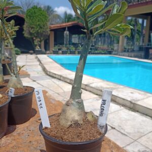 1509 42 Rosa do Deserto Volcano