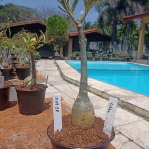 1509 28 Rosa do Deserto Lilac