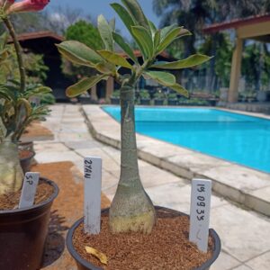 1509 33 Rosa do Deserto Ziyan