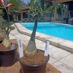 1509 35 Rosa do Deserto Genesia