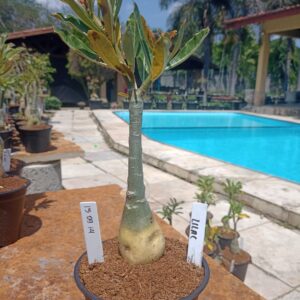 1509 14 Rosa do Deserto Lilac