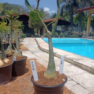 1509 38 Rosa do Deserto L14