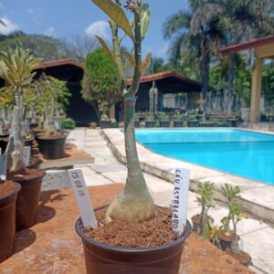 1509 10 Rosa do Deserto Céu Estrelado