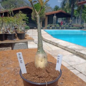 1509 30 Rosa do Deserto Lilac