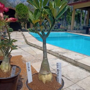 1509 34 Rosa do Deserto Céu Estrelado