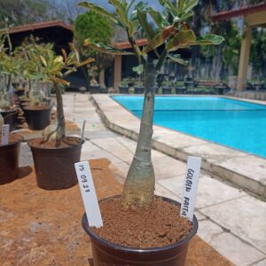 1509 27 Rosa do Deserto Golden Faith