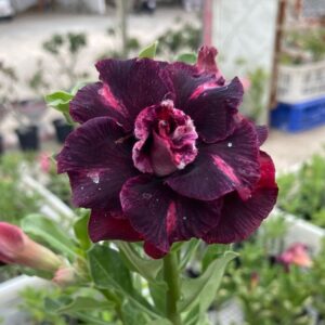 Pré Venda - Rosa do Deserto LK400