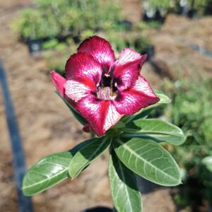 Pré Venda - Rosa do Deserto Detalhes