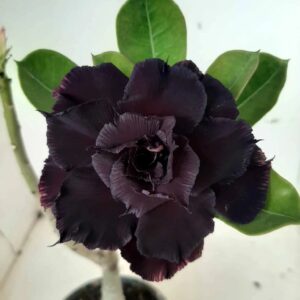 Pré Venda - Rosa do Deserto Lua Negra