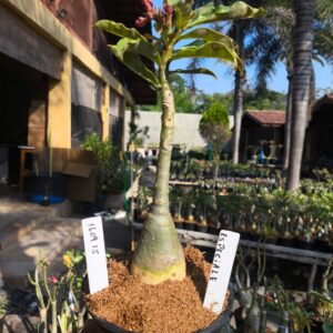 1609 15 Rosa do Deserto Especiale