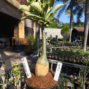 1609 11 Rosa do deserto Céu estrelado Variegata