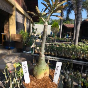 1609 07 Rosa do deserto Swallow