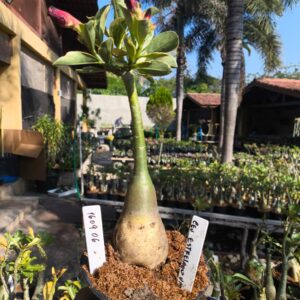 1609 06 Rosa do deserto Céu estrelado Variegata