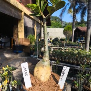 1609 05 Rosa do deserto Tropical