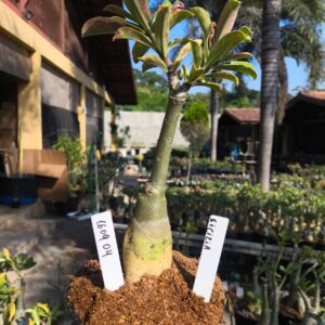 1609 04 Rosa do deserto Sicilia