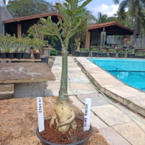 1709 62 Rosa do Deserto Golden Faith