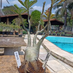 1709 77 Rosa do Deserto Caudex de Arabicum + Céu Estrelado Leilão