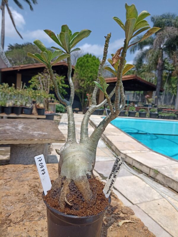 1709 77 Rosa do Deserto Caudex de Arabicum + Céu Estrelado Leilão